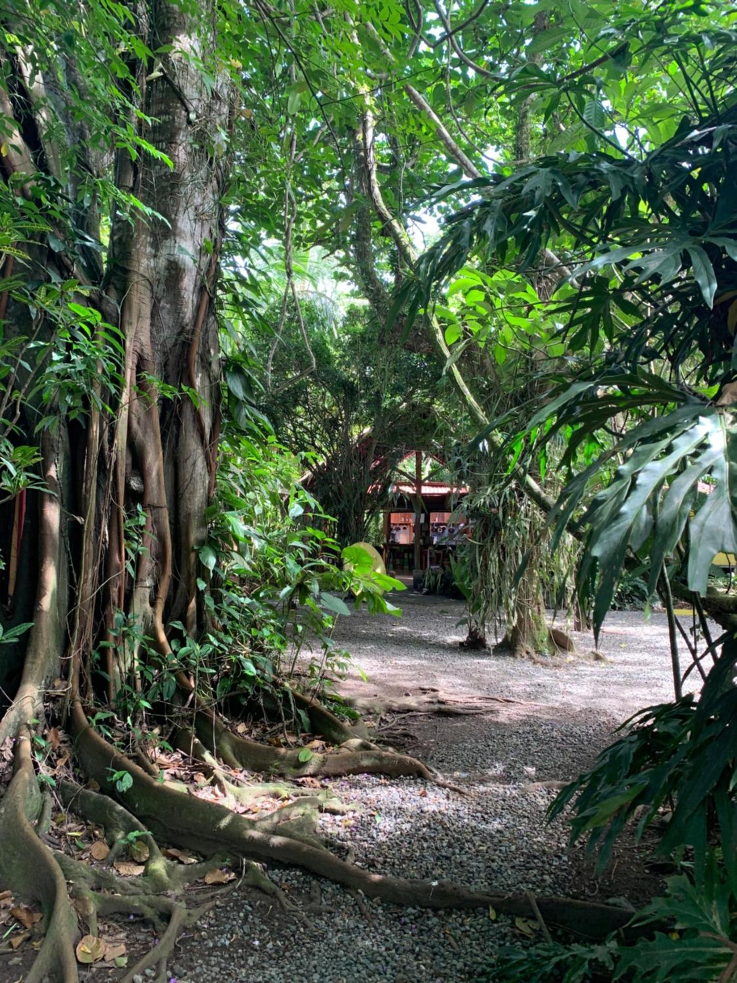 Brigitte'S Ranch Hotel Cahuita Eksteriør billede