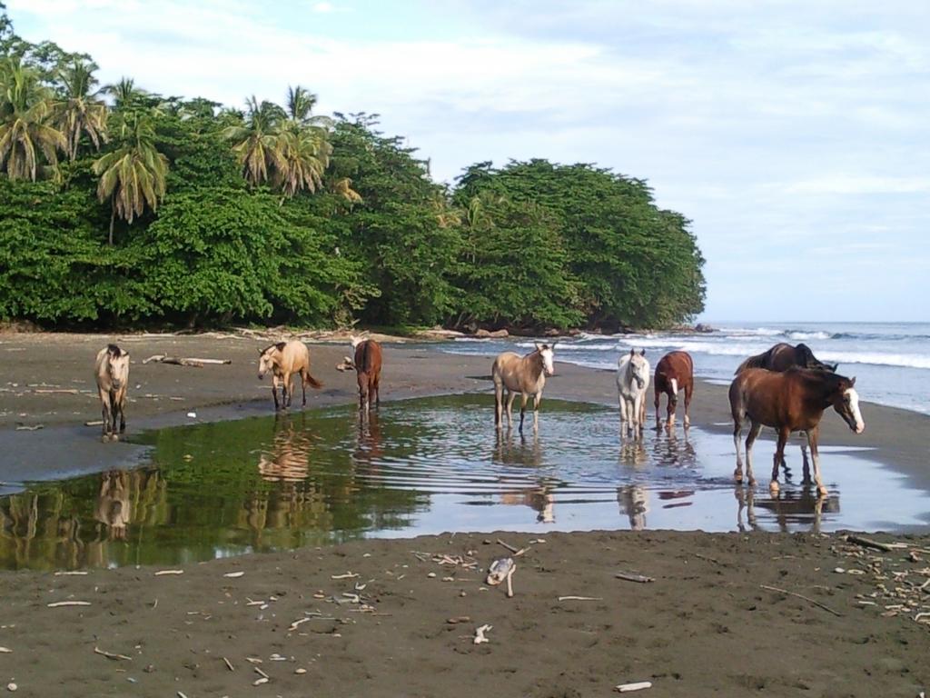 Brigitte'S Ranch Hotel Cahuita Eksteriør billede